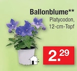 Ballonblume bei Zimmermann im Cloppenburg Prospekt für 2,29 €