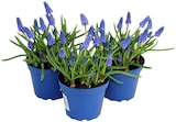 Traubenhyazinthe Ton in Ton Angebote von Muscari bei REWE Braunschweig für 1,79 €