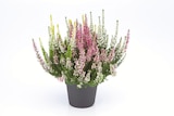 Lidl Stade - Heidekraut (Calluna vulgaris) Angebot im Prospekt Heidekraut (Calluna vulgaris) bei Lidl im Stade Prospekt für 2,79 €
