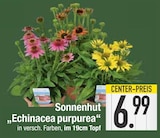 EDEKA Niederwinkling - Sonnenhut „Echinacea purpurea“ Angebot im Prospekt Sonnenhut „Echinacea purpurea“ bei EDEKA im Niederwinkling Prospekt für 6,99 €