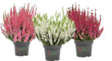 Raiffeisenmarkt - Knospenblüher-Heide Angebot im Prospekt Knospenblüher-Heide bei Raiffeisenmarkt im Prospekt "" für 1,79 €