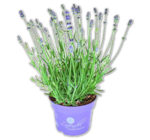 Lavendel von  im aktuellen Penny Prospekt für 3,33 €