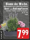 EDEKA - Beet- und Balkonpflanzen Angebot im Prospekt Beet- und Balkonpflanzen bei EDEKA im Prospekt "" für 7,99 €
