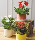 Plante Fleurie en promo chez U Express Strasbourg à 6,99 €