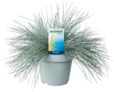 Blumen Ostmann Bad Zwischenahn - Blauschwingel Intense Blue Angebot im Prospekt Blauschwingel Intense Blue bei Blumen Ostmann im Bad Zwischenahn Prospekt für 4,99 €