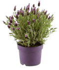 Schopflavendel 'Lavinia Blue' von Grow by OBI im aktuellen OBI Prospekt für 5,99 €