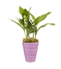 Muguet pot de 3 griffes - Carrefour à Bordeaux Muguet pot de 3 griffes en promo chez Carrefour Bordeaux à 6,49 €