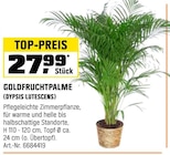 GOLDFRUCHTPALME (DYPSIS LUTESCENS) bei OBI im Prospekt "" für 27,99 €