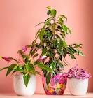 Aktuelles Flamingoblume 'Zizou' Angebot bei Dehner Garten-Center in Essen ab 7,99 €