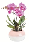 Orchidée phalaenopsis tablo 2 branches + cache-pot - Botanic à Clermont-Ferrand Orchidée phalaenopsis tablo 2 branches + cache-pot en promo chez Botanic Clermont-Ferrand à 29,99 €
