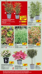 Rhododendron Angebot im aktuellen toom Baumarkt Prospekt auf Seite 18