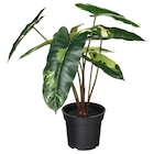 Topfpflanze, künstlich drinnen/draußen Philodendron/grün/weiß im IKEA Prospekt Topfpflanze, künstlich drinnen/draußen Philodendron/grün/weiß von FEJKA im aktuellen IKEA Prospekt für 9,99 €