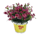 Dahlien im Angebot bei Marktkauf in Cuxhaven Dahlien Angebote bei Marktkauf Cuxhaven für 6,99 €