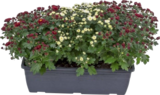 Chrysanthème jardinière - Lidl à Chatou Chrysanthème jardinière en promo chez Lidl Chatou à 5,99 €