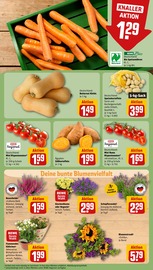 Gartenpflanzen Angebote im Prospekt "Dein Markt" von REWE auf Seite 7