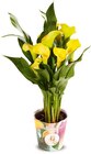 Calla im Angebot bei Netto Marken-Discount in Rastatt Calla Angebote bei Netto Marken-Discount Rastatt für 4,99 €