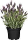 Globus-Baumarkt Pforzheim - Schopf-Lavendel Angebot im Prospekt Schopf-Lavendel bei Globus-Baumarkt im Pforzheim Prospekt für 4,99 €