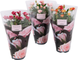 Promo MINI ROSIER à 3,49 € dans le catalogue Auchan Hypermarché à Hirson