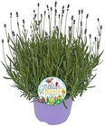 Aktuelles Lavendel Angebot bei REWE in Bielefeld ab 5,79 €
