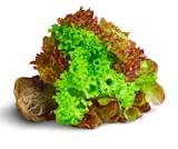 Deutsche bunte Salate mit Wurzel Angebote von Marktliebe bei Penny Düsseldorf für 1,00 €