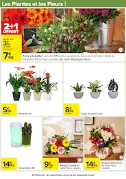Offre Plantes dans le catalogue Carrefour du moment à la page 76