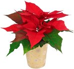 Mini-Weihnachtsstern bei Penny im Prospekt "" für 1,39 €