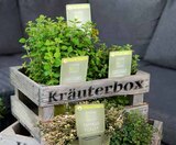 Pflanzen Kölle Hamburg - Sunny Herbs Angebot im Prospekt Sunny Herbs bei Pflanzen Kölle im Hamburg Prospekt für 3,99 €