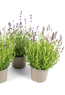 OBI Oelde - LAVENDEL Angebot im Prospekt LAVENDEL bei OBI im Oelde Prospekt für 1,99 €