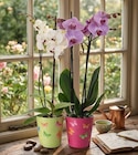 Orchidée - Carrefour à Tours Orchidée en promo chez Carrefour Tours à 6,99 €
