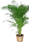 GOLDFRUCHTPALME von GROW BY OBI im aktuellen OBI Prospekt