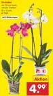Netto Marken-Discount Holzminden - Orchidee Angebot im Prospekt Orchidee bei Netto Marken-Discount im Holzminden Prospekt für 4,99 €