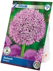 Blumenzwiebeln Herbst im aktuellen Netto mit dem Scottie Prospekt