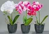 Orchidee im Topf im Angebot bei SB Möbel Boss in Ansbach Orchidee im Topf Angebote bei SB Möbel Boss Ansbach für 8,99 €