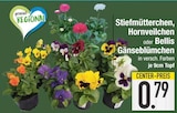 Stiefmütterchen, Hornveilchen oder Bellis Gänseblümchen von  im aktuellen EDEKA Prospekt für 0,79 €