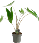Alocasia Zebrina dans le catalogue Botanic