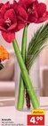 Amaryllis Angebote bei Netto Marken-Discount Bünde für 4,99 €