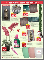 Aktueller Bauzentrum Reinholdshain Prospekt mit Blumentopf, "Regional. Kompetent. Zuverlässig.", Seite 2