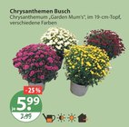 Chrysanthemen Busch im Angebot bei V-Markt in München Chrysanthemen Busch Angebote bei V-Markt München für 5,99 €