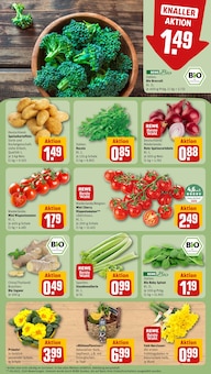 Primel Angebot im REWE Prospekt, gültig von 26.01.2026 bis 31.01.2026 Primel Angebot im aktuellen REWE Prospekt auf Seite 7