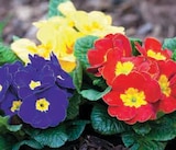 Promo Primevère à 1,49 € dans le catalogue Super U à Wittelsheim