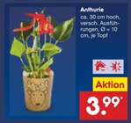 Aktuelle Pflanzen Angebote bei Netto Marken-Discount in Krefeld Aktuelles Anthurie Angebot bei Netto Marken-Discount in Krefeld ab 3,99 €
