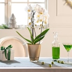 Orchidée cascade en promo chez Carrefour Orléans à 12,99 €