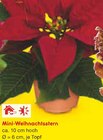 Mini-Weihnachtsstern im Angebot bei Netto Marken-Discount in Pirmasens Mini-Weihnachtsstern Angebote bei Netto Marken-Discount Pirmasens für 1,00 €