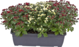 Chrysanthème jardinière en promo chez Lidl Chrysanthème jardinière dans le catalogue Lidl