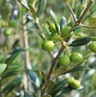 Aktuelles Olive Olea Angebot bei Garten-Center Nordharz GmbH & Co. KG in Kassel ab 16,99 €