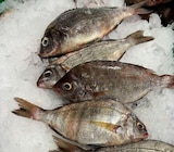 DORADES GRISES - Auchan Hypermarché à Toulouse DORADES GRISES en promo chez Auchan Hypermarché Toulouse à 6,99 €