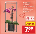 Orchidee Angebot in Saldenburg Orchidee im aktuellen Prospekt bei Netto Marken-Discount in Saldenburg