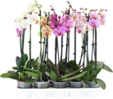 ORCHIDÉE 2 BRANCHES - SANS MARQUE en promo chez Auchan Supermarché ORCHIDÉE 2 BRANCHES - SANS MARQUE dans le catalogue Auchan Supermarché