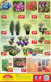 Balkonpflanzen im Zimmermann Prospekt in Magdeburg Aktueller Zimmermann Prospekt mit Balkonpflanzen, "Aktuelle Angebote", Seite 10