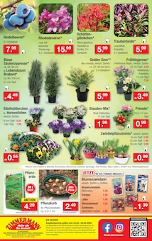 Blumentopf im aktuellen Zimmermann Prospekt (Mainz) Blumentopf im Zimmermann Prospekt "Aktuelle Angebote" mit 10 Seiten (Mainz)